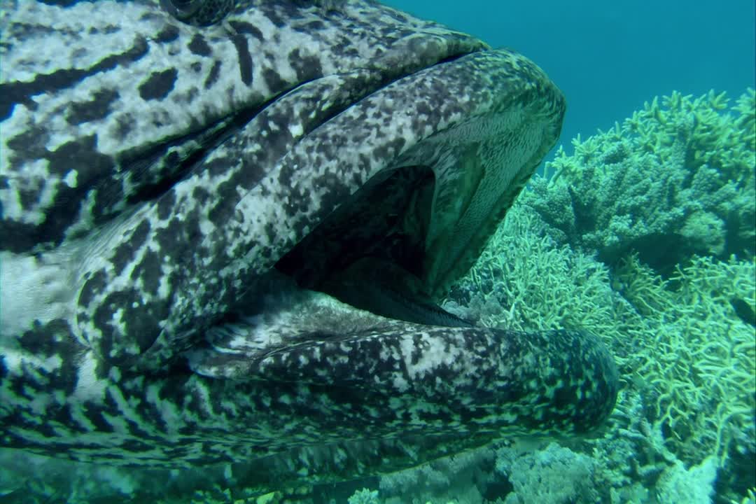 Great Barrier Reef Tập 1